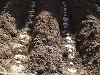 種芋を置き、肥料を入れる