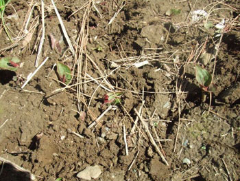 芽を出したドクダミ（シブト草）