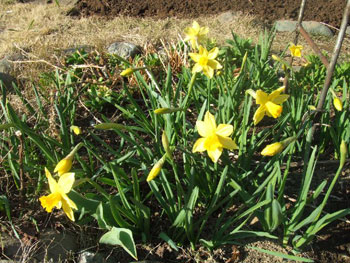 ラッパスイセン