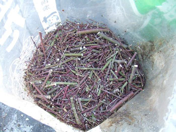 庭木をチップ化して堆肥作り