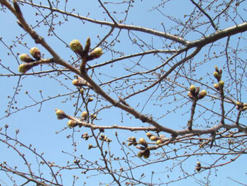 荒川沿いの小松川千本桜