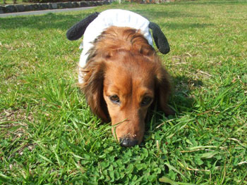 犬は桜より若草の方が好きらしい