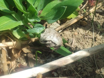 菜園に住み着いた蛙