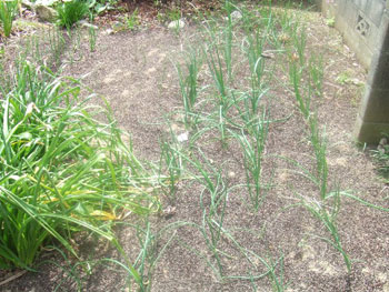 生長した玉葱畑