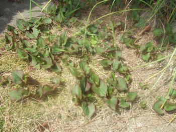 除去したはずのドクダミ