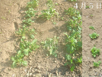 インカのめざめの畑