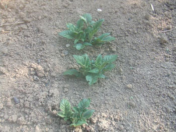 アンデスレッドの芽吹き