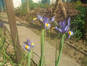 オランダアヤメ