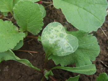 ハモグリバエの食害