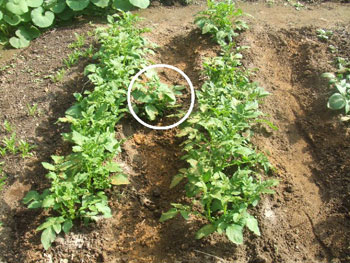 インカの目覚めの作上