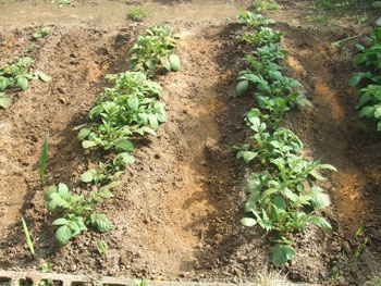 アンデスレッドの作上