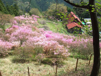 小林家周辺のツツジ
