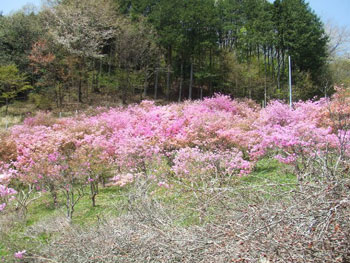 小林家周辺のツツジ