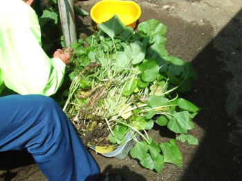 檜原村産の山葵