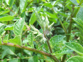 アンデスレッドの蕾