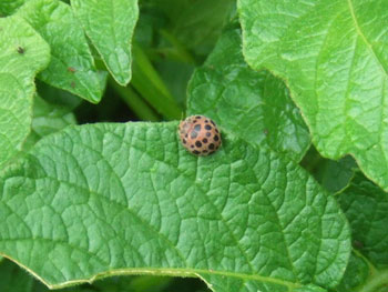 オオニジュウヤホシテントウ（テントウムシダマシ）