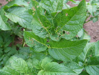 テントウムシダマシによる食害
