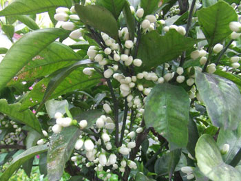 ミカンの白い花