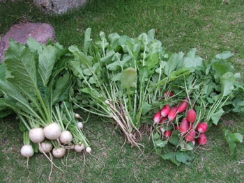 小蕪・大根菜・ラディッシュ
