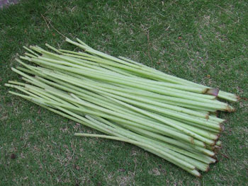 庭で収穫した蕗