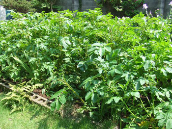 ジャガイモの葉