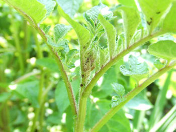 葉に住み着いたアブラムシ