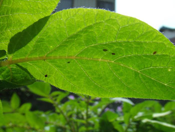 葉裏のアブラムシ