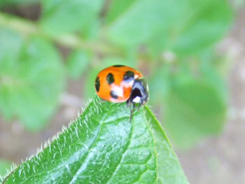 葉を食べるナナホシテントウムシ