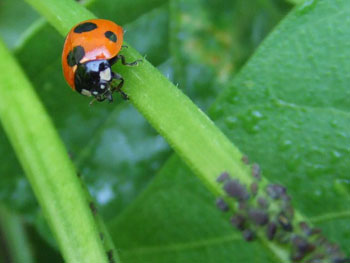 アブラムシを食べるナナホシテントウムシ