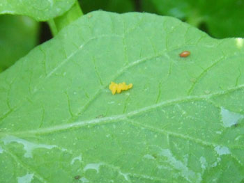 テントウムシの卵