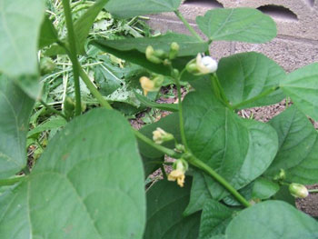 蔓無しインゲンの花