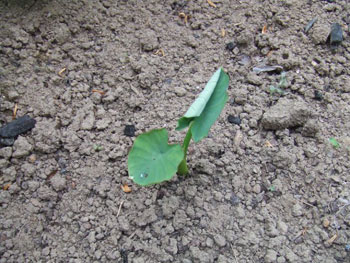 里芋の芽