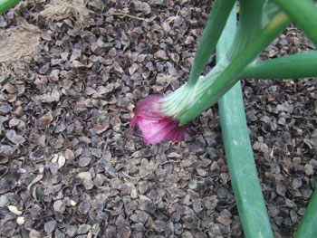 紫玉葱の鱗茎