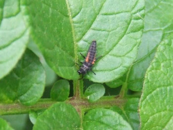 アブラムシの幼虫