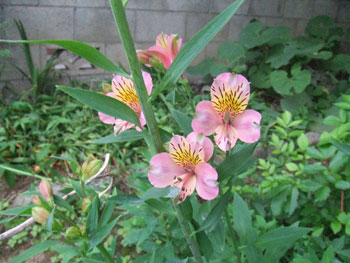 アストロメリア