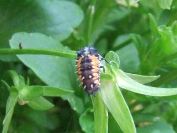 テントウムシの幼虫