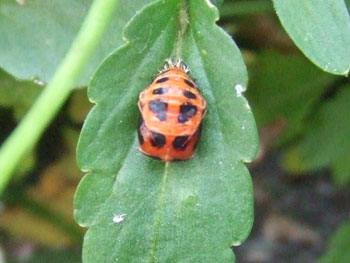 テントウムシの蛹