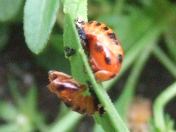 テントウムシの蛹