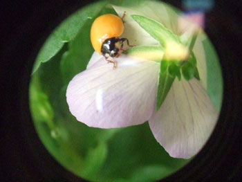 キイロテントウムシ？