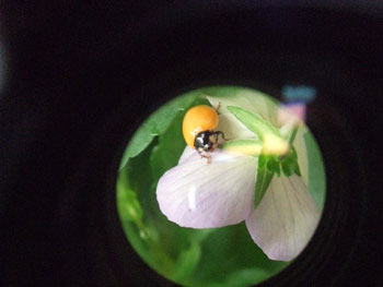 キイロテントウムシ？の撮影原画