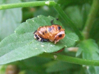 テントウムシの蛹の抜け殻