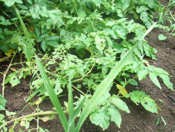食害されたインカの目覚め