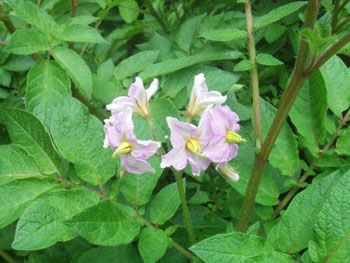 アンデスレッドの花