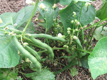 蔓無しインゲン