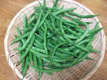収穫したインゲン