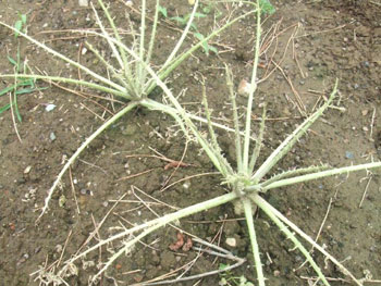 食害され葉がなくなった辛味大根