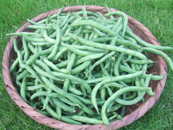 蔓なしインゲン