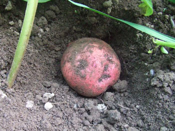 アンデスレッドの探り堀