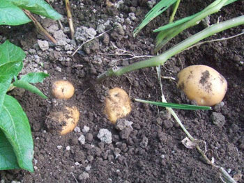 インカの目覚め