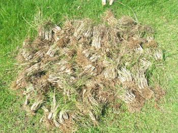 ラッキョの掘り起こし